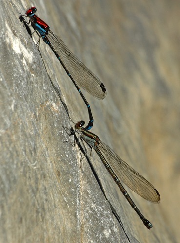Mated pair
10 Nov MX, Tamaulipas